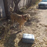 واگذاری عراقی نر ۱۳ ماه