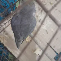 عروس هلندی|پرنده|قم, ولیعصر|دیوار