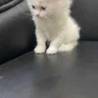 گربه پرشین سفید|گربه|یاسوج, |دیوار
