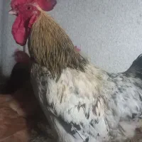 خروس دو رگه