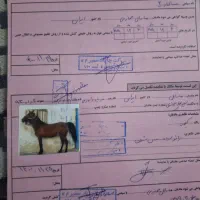 اسب