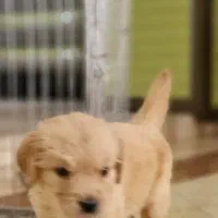 توله گلدن ۲ماهه