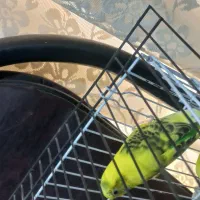 ۲تا جوجه مرغ عشق به همراه مادر شون فقط|پرنده|اهواز, کیانشهر|دیوار