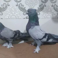 فروش یک جفت کبوتر کاشانی