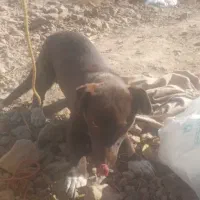 پاکوتاه نر و ماده|سگ|نیشابور, فخریه|دیوار