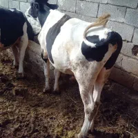 گوساله نر