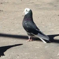 شازده تهرانی