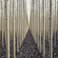 فروش ویـژه نهـال گـلابی پــربــار|خدمات باغبانی و درختکاری|مریوان, |دیوار