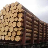 فروش انواع چوب صنوبر و جنگلی