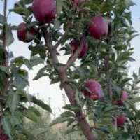سیب درختی درجه ۱.۲.۳