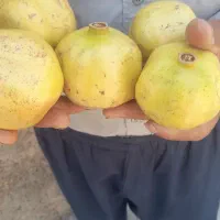 انارمیخوش آبدارفسا|خوردنی و آشامیدنی|شیراز, برمشور علیا|دیوار