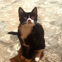 گربه نر ۴ ماهه