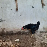 خروس واکسن زده و سالم