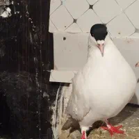 خال،ساده کاکلی،سینه جنگی