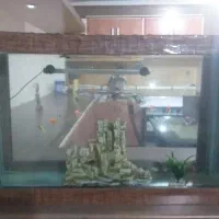 اکواریوم
