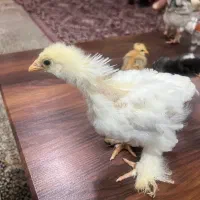 انواع جوجه مرغ ، برهما، گردن لخت ، امروک و رسمی