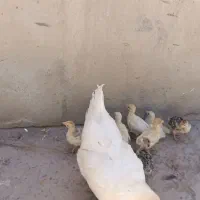 مرغ و جوجه بوقلمون