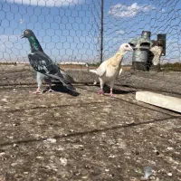 سه جفت هفت رنگ|پرنده|اقبالیه, |دیوار