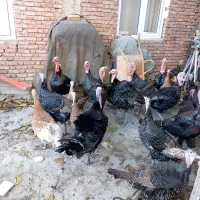 قلی محلی|حیوانات مزرعه|سقز, |دیوار