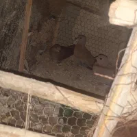 شاتو معامله میکنی