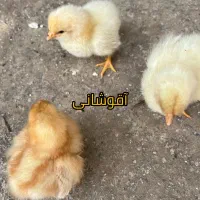 جوجه نژادهای لوهمن.آمروک.ایسبار.پلیموت راک و برهما