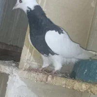 کبوتر طوقی|پرنده|دشت ذهاب, |دیوار