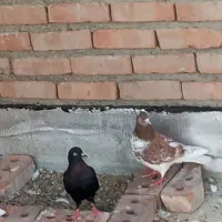 کبوتر گرگی و سیاه