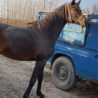 اسب عرب یکسر وارداتی