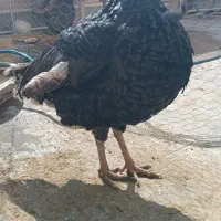 بوقلمون  اردک خارجی و قو غاز