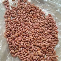 گندم|خدمات باغبانی و درختکاری|گرمی, |دیوار