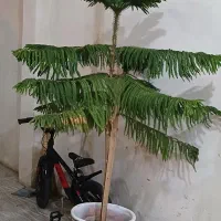 کاج مطبق کاملا سالم|گل و گیاه طبیعی|صائین قلعه, |دیوار