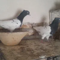 کبوتر کله سیاه|پرنده|بستان آباد, |دیوار