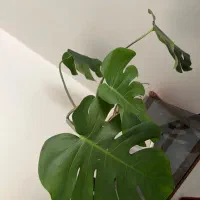 مانسترا برگ انجیری