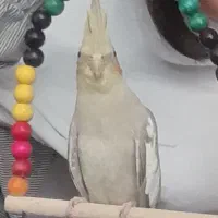 سلام عروس هلندی گم شده