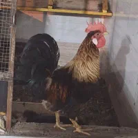 مرغ و خروس