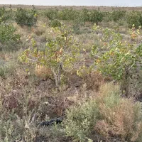 استخدام باغبون