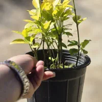 فروش شمشاد همیشه سبز مناسب تهران