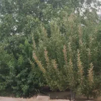 فروش یه قطعه باغ|فروش زمین و ملک کلنگی|صمصامی, |دیوار