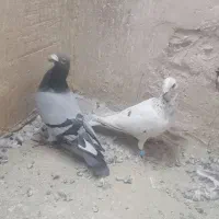 قره سبز
