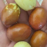 فروش عناب