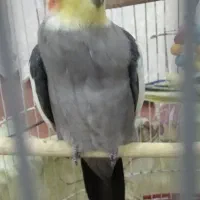 عروس هلندی جفت اهلی