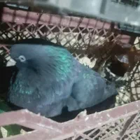 کبوتر|پرنده|یزد, |دیوار