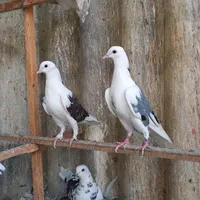 گنجه کفتر اهنی با کفتر|پرنده|تهران, خزانه|دیوار