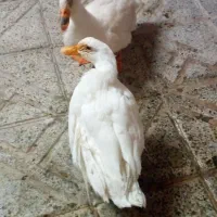دوتااردک نر وماده سالمه و تمیزه