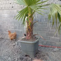 باسلام پالم واشنگتن