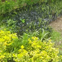 شمشاد طلایی سبز|خدمات باغبانی و درختکاری|کلاچای, |دیوار