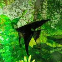 آنجل فرشته ماهی