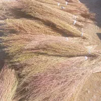 جارو نرم دسته ۳۵|لوازم نظافت|نورآباد, |دیوار