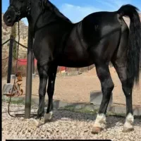 اسب (کشش سیلمی ذوالجناح داغ۲)