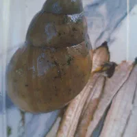 واگذاری حلزون آچاتینا مولد و بالغ